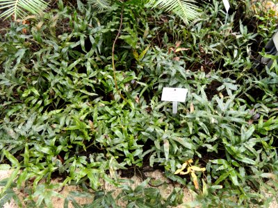 Scyphularia pentaphylla - Botanischer Garten Freiburg - DSC06267