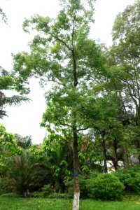 Sapium sebiferum - Chengdu Botanical Garden - Chengdu, China - DSC03473