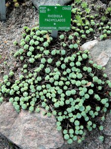 Sedum pachyclados - Copenhagen Botanical Garden - DSC07338