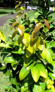 Securinega durissima - Endemic mascarene tree - Mauritius
