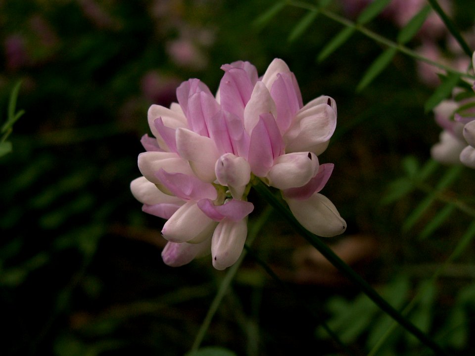 Securigera varia 2014-06-20 Highland Park