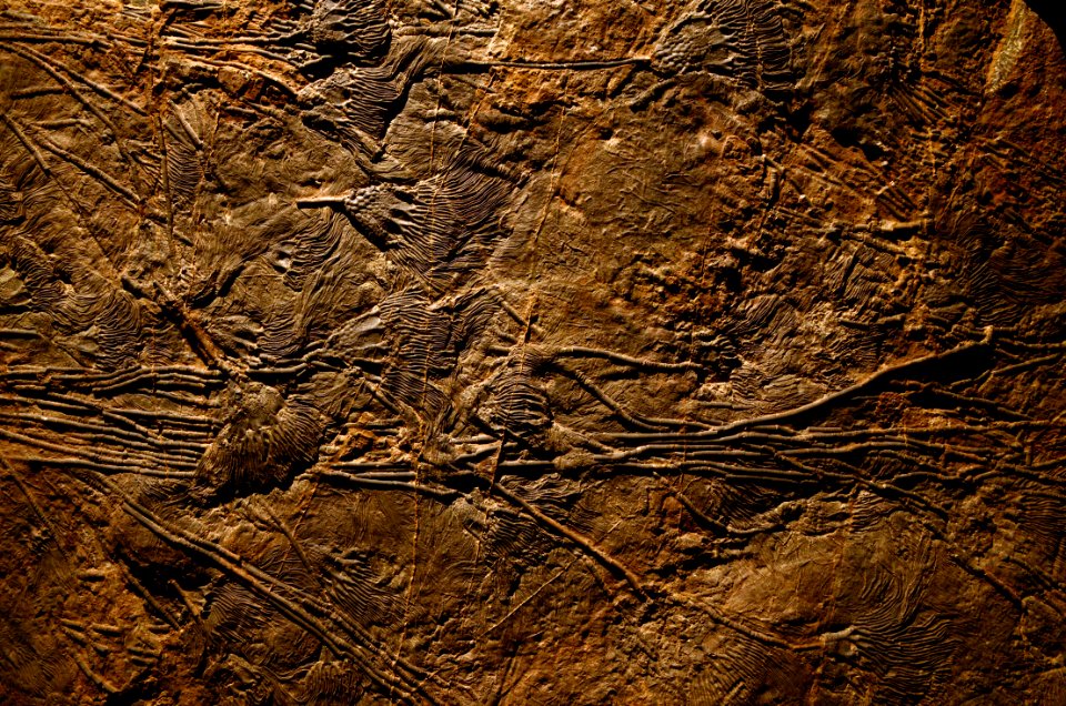 Scyphocrinites elegans Musée des Confluences 18102015 1