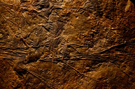 Scyphocrinites elegans Musée des Confluences 18102015 1