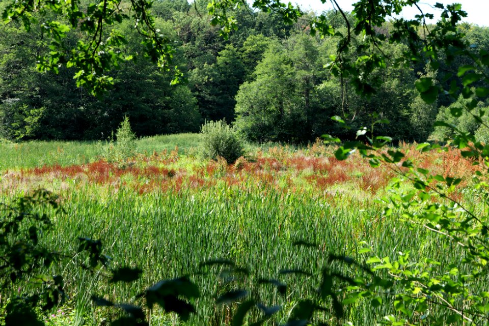 Sedimentation area of Herrensee Strausberg 2020-08-05 06