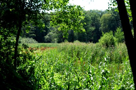 Sedimentation area of Herrensee Strausberg 2020-08-05 01