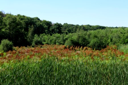 Sedimentation area of Herrensee Strausberg 2020-08-05 07