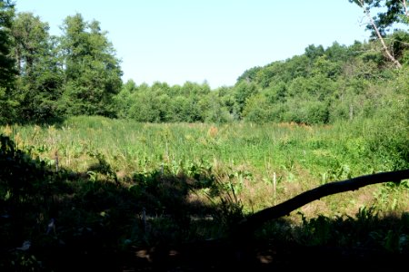 Sedimentation area of Herrensee Strausberg 2020-08-05 23