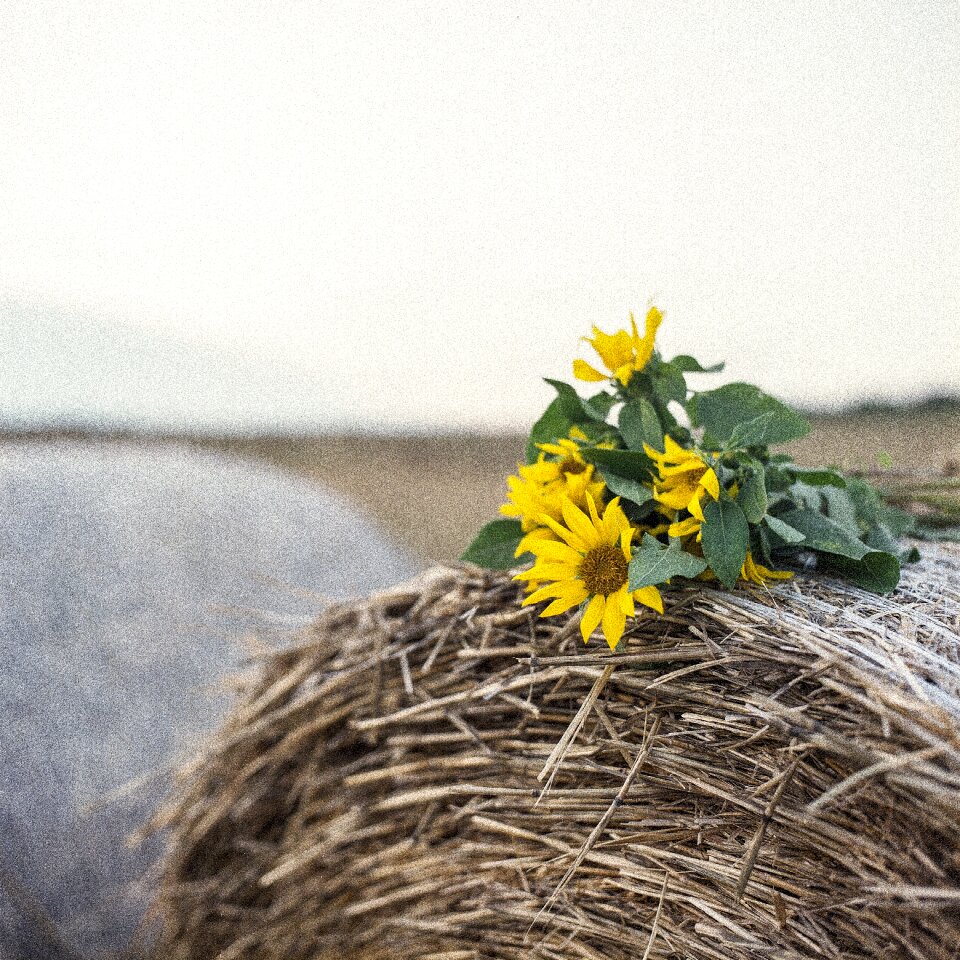 Summer mood hay roll