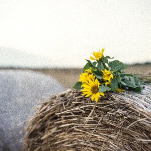 Summer mood hay roll