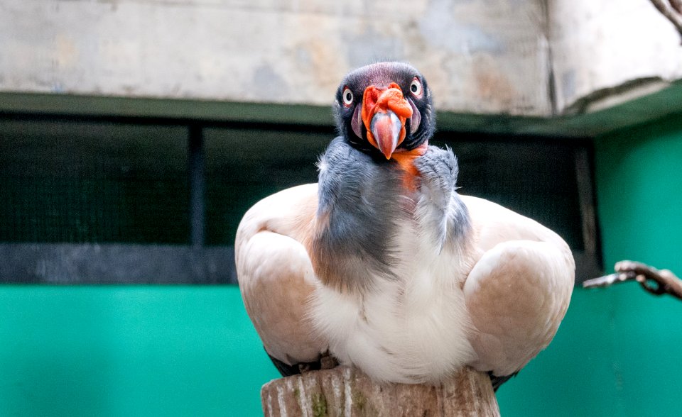 Sarcoramphus papa of Venezuela