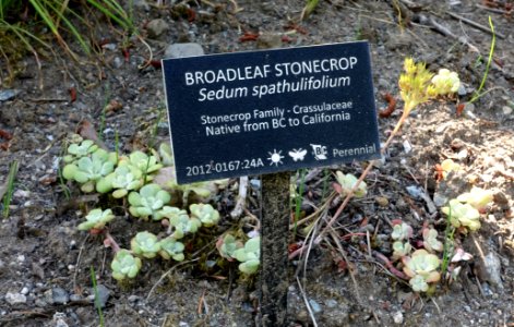 Sedum spathulifolium - VanDusen Botanical Garden - Vancouver, BC - DSC06719