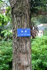 Sapium sebiferum - Chengdu Botanical Garden - Chengdu, China - DSC03470