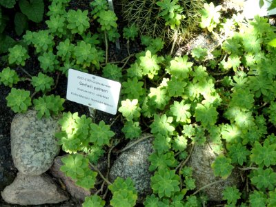 Sedum palmeri - Botanical Garden in Kaisaniemi, Helsinki - DSC03734