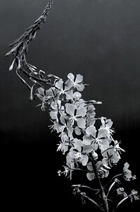 Plant nature inflorescence