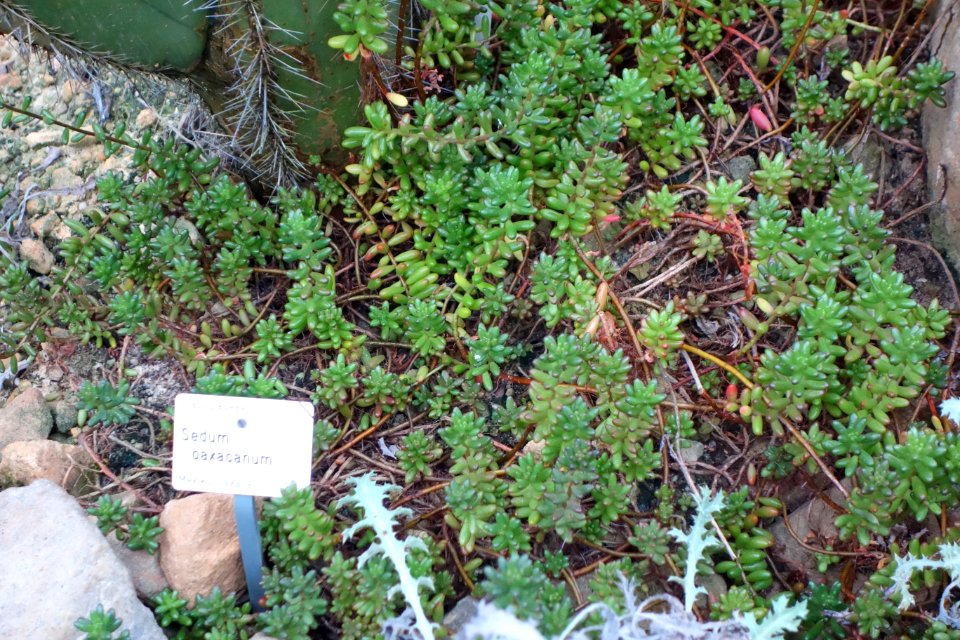 Sedum oaxacanum - Botanischer Garten, Dresden, Germany - DSC08899