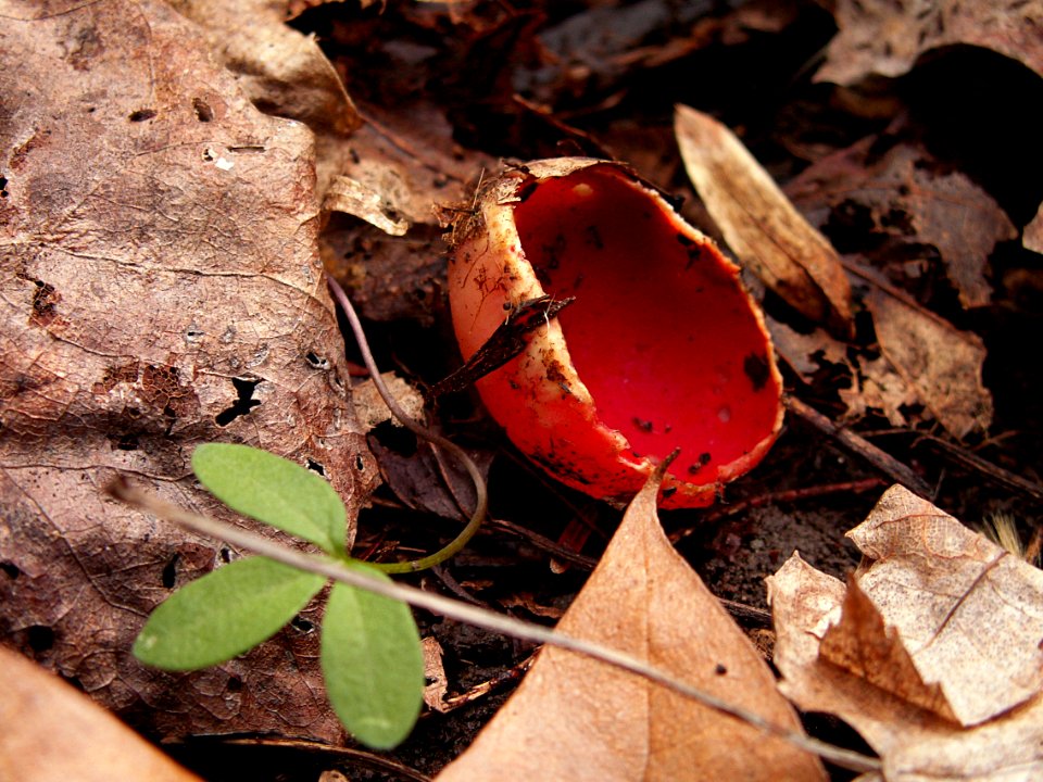 Sarcoscypha species, 2015-05-01, Trillium Trail, 01
