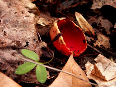 Sarcoscypha species, 2015-05-01, Trillium Trail, 01