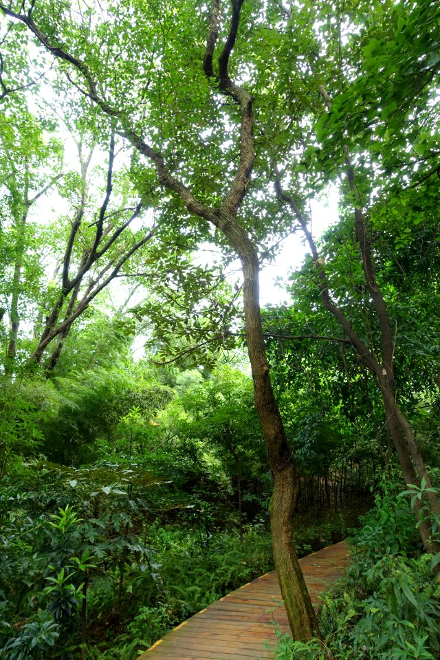 Sapium sebiferum - Chengdu Botanical Garden - Chengdu, China - DSC03360