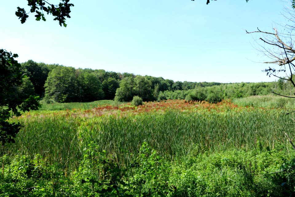 Sedimentation area of Herrensee Strausberg 2020-08-05 12