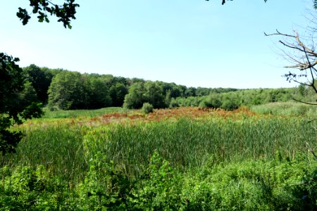 Sedimentation area of Herrensee Strausberg 2020-08-05 12