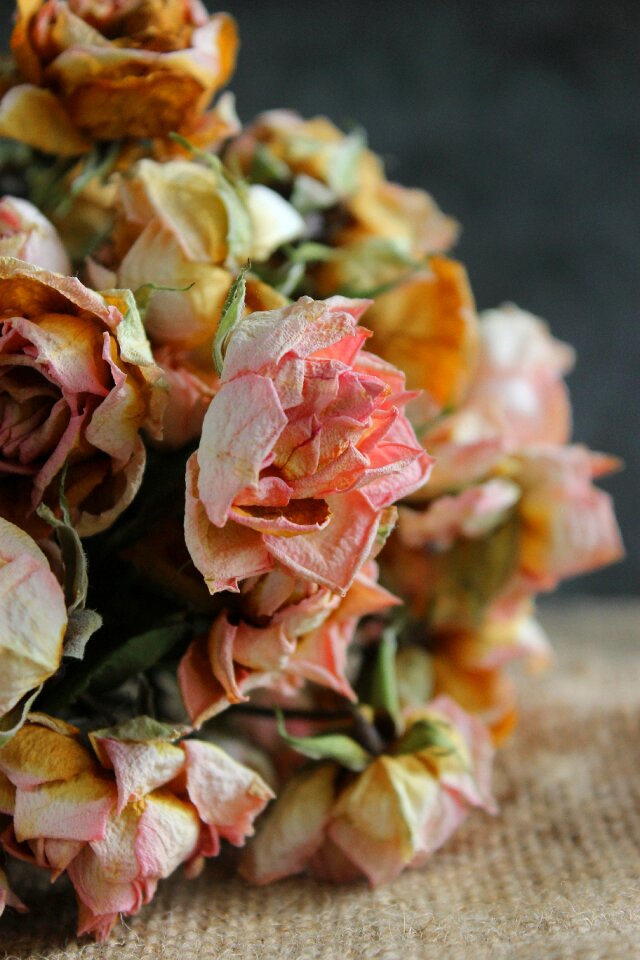 Bouquet dry fade
