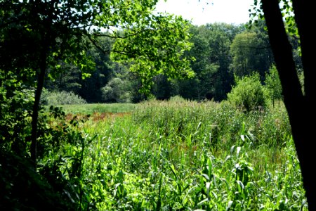 Sedimentation area of Herrensee Strausberg 2020-08-05 02