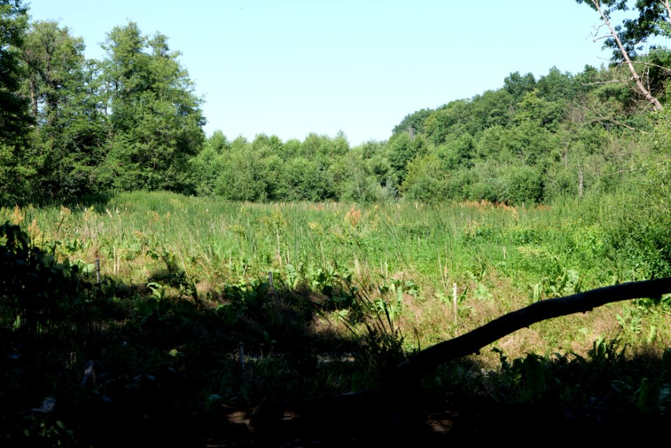 Sedimentation area of Herrensee Strausberg 2020-08-05 24