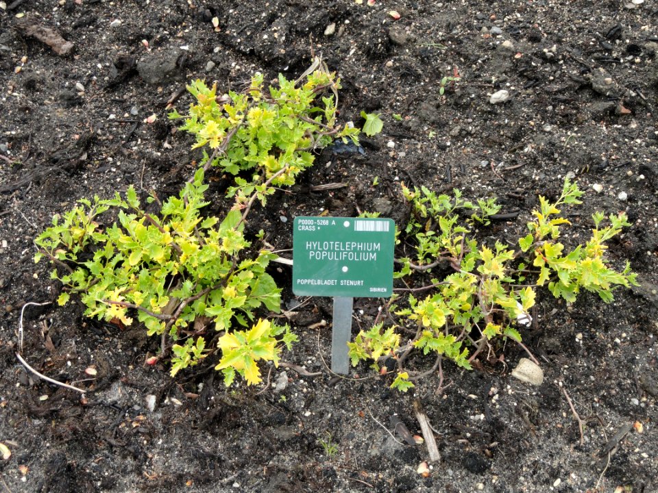 Sedum populifolium - Copenhagen Botanical Garden - DSC07930