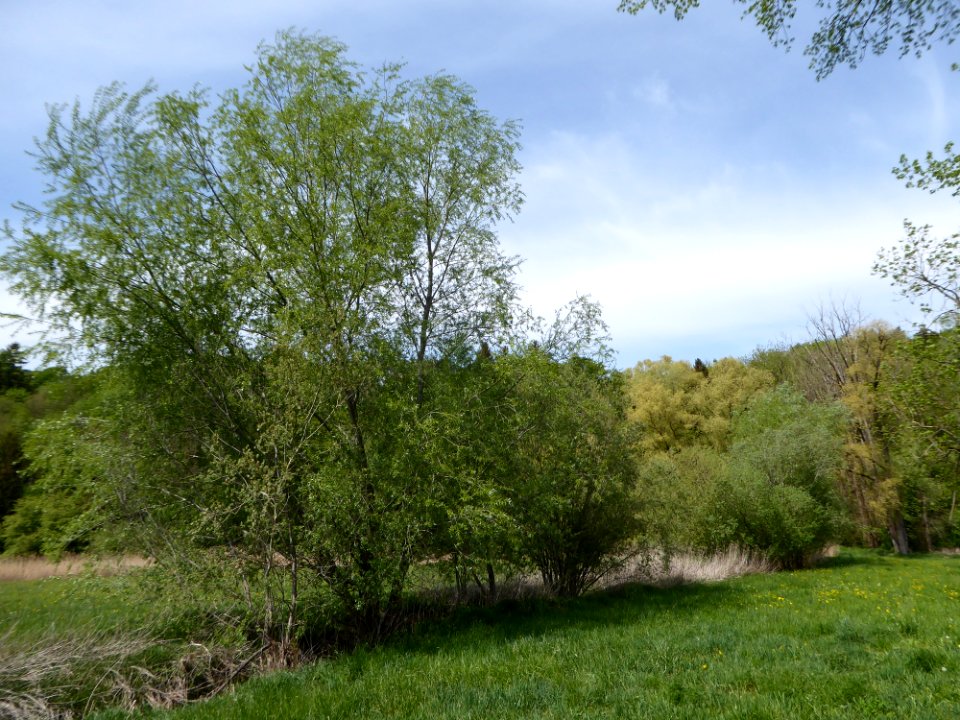 Seebach bei Mündung