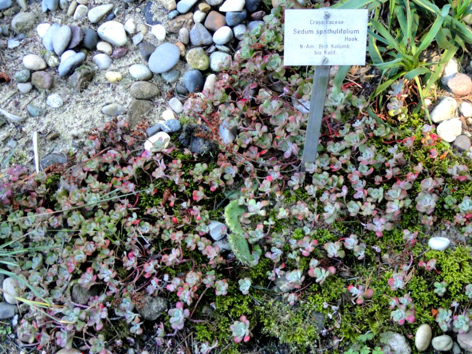 Sedum spathulifolium - Botanischer Garten, Frankfurt am Main - DSC02522