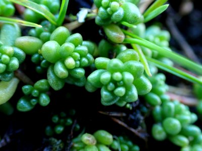 Sedum album 109287410