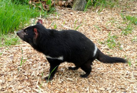 Sarcophilus harrisii - Copenhagen Zoo - DSC08987