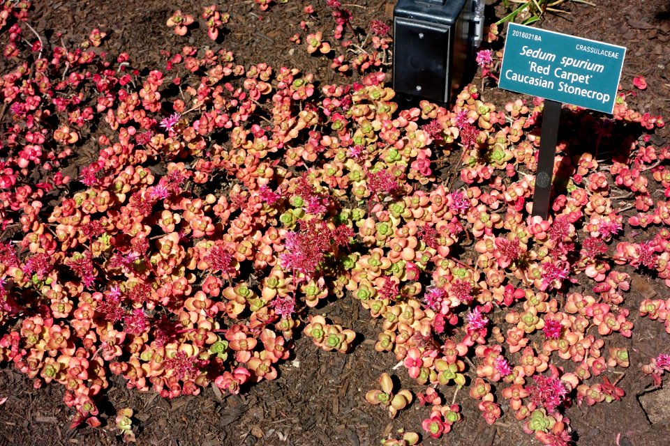 Sedum spurium 'Red Carpet' - Coastal Maine Botanical Gardens - DSC03236