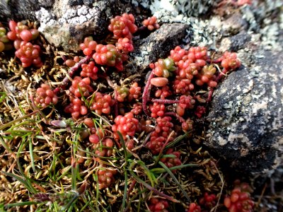 Sedum album 118693112
