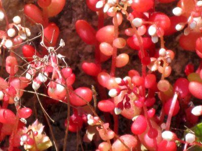 Sedum Caeruleum photo