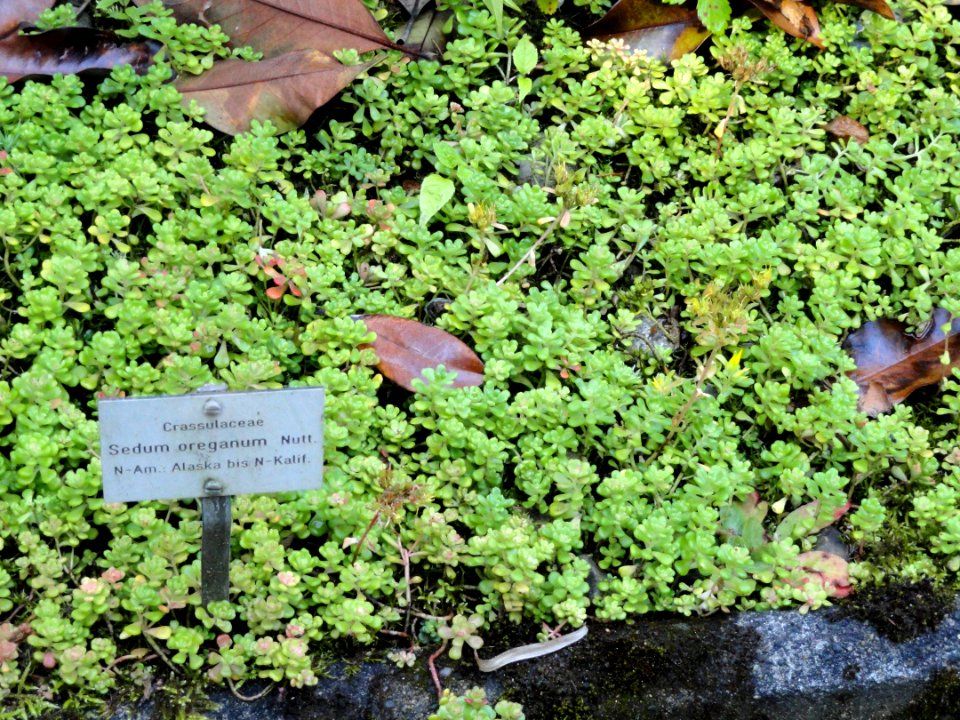 Sedum oreganum - Botanischer Garten, Frankfurt am Main - DSC02538