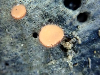 Scutellinia 38183525
