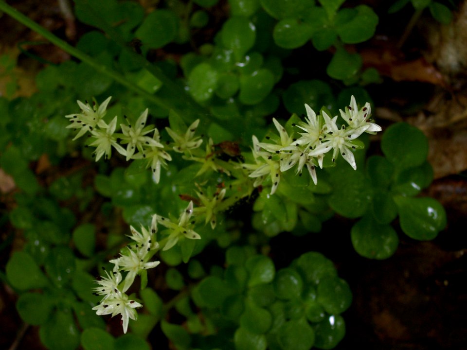 Sedum ternatum, 2015-05-16, Trillium Trail, 01