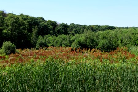 Sedimentation area of Herrensee Strausberg 2020-08-05 08