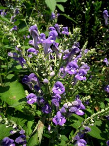 Scutellaria incana