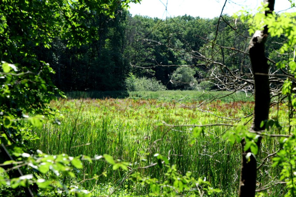 Sedimentation area of Herrensee Strausberg 2020-08-05 03