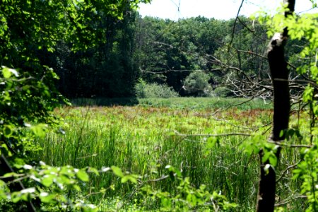 Sedimentation area of Herrensee Strausberg 2020-08-05 03