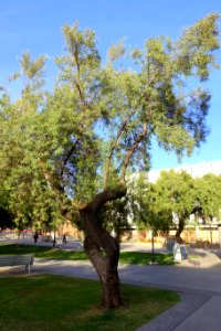 Searsia lancea (Rhus lancea) - Arizona State University - Tempe, AZ - DSC05940