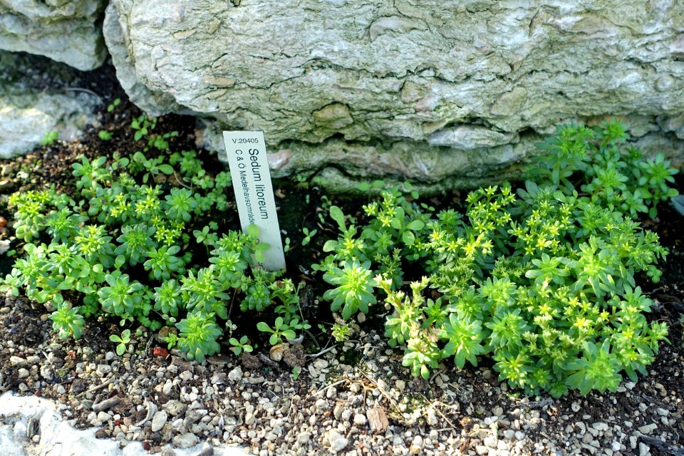 Sedum litoreum - Bergianska trädgården - Stockholm, Sweden - DSC00336