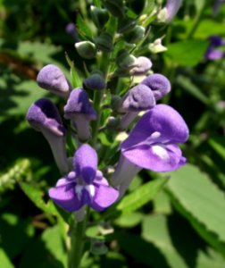 Scutellaria incana 1