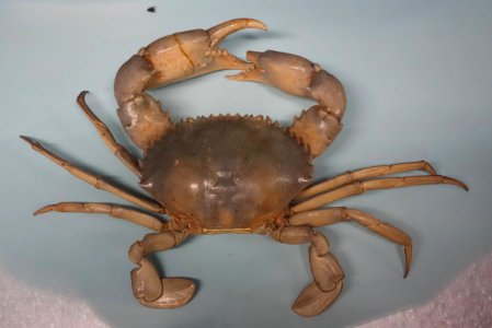 Scylla serrata - Museo Civico di Storia Naturale Giacomo Doria - Genoa, Italy - DSC03237