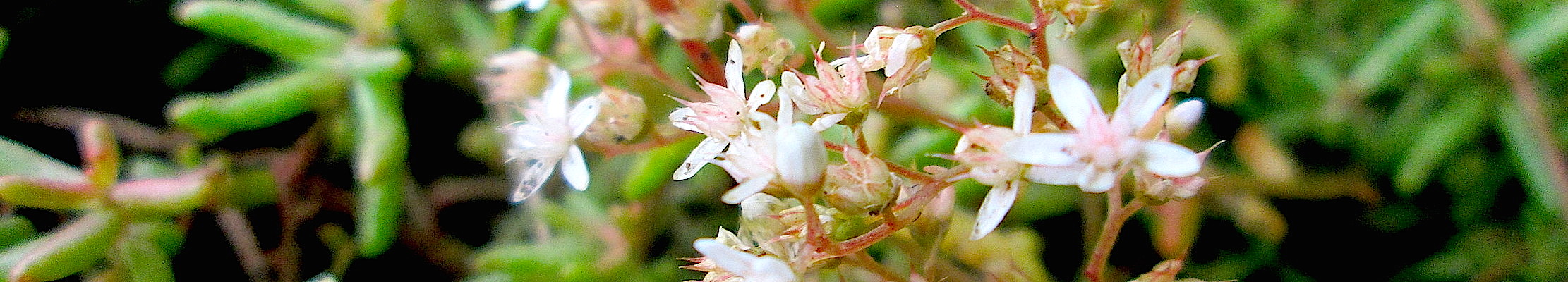 Sedum album. Reader
