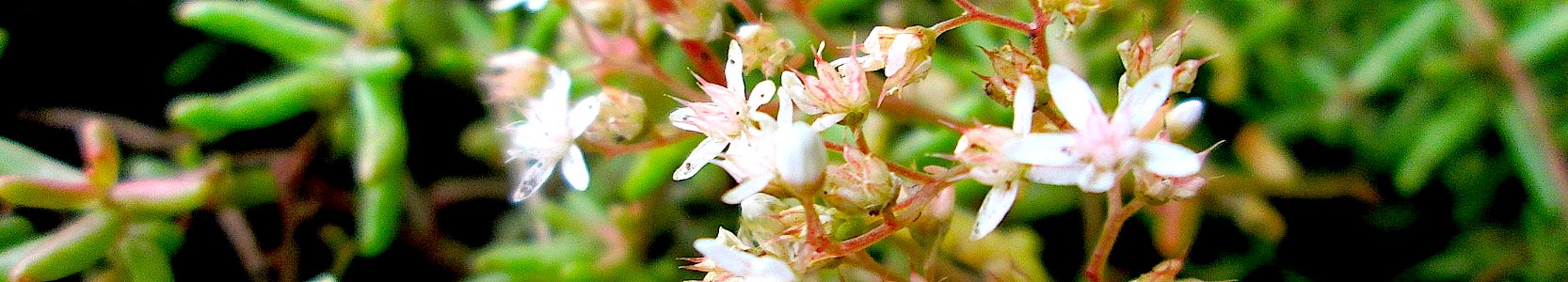 Sedum album. Reader