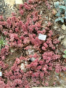 Sedum guatemalense - Botanischer Garten Freiburg - DSC06333