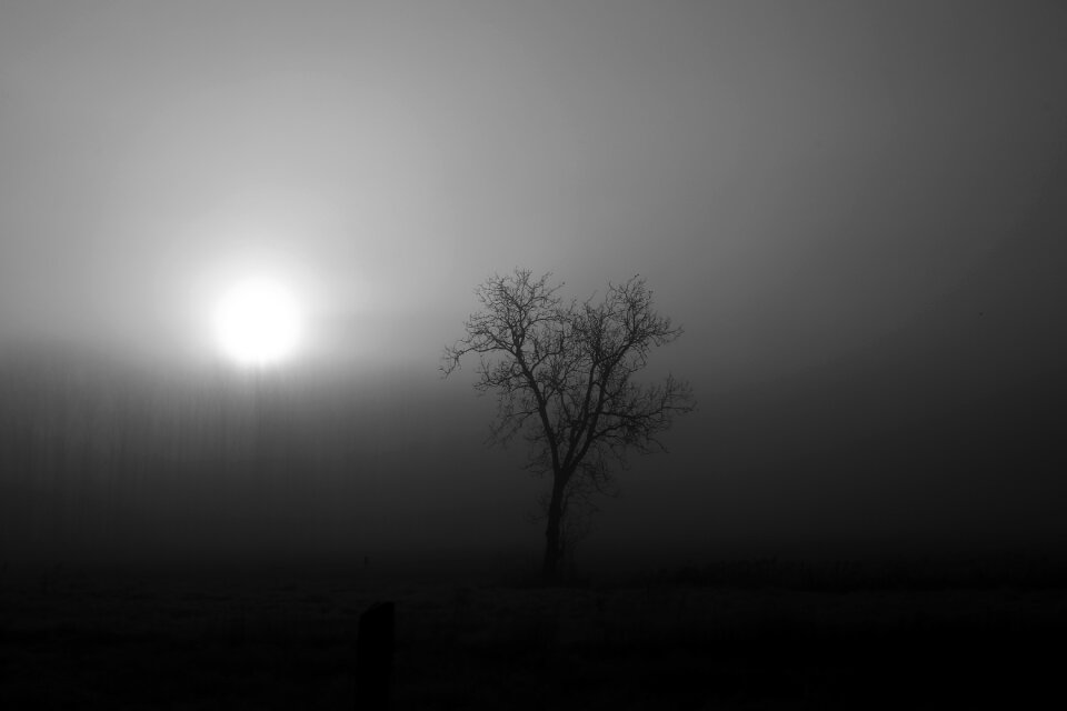 Nature forest landscape mist